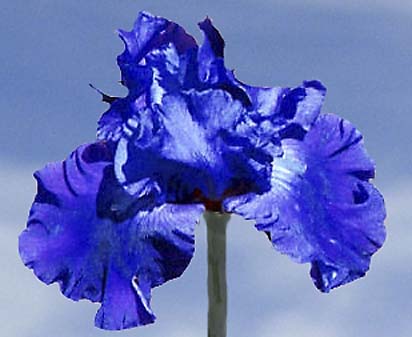 Glory Story - tall bearded Iris