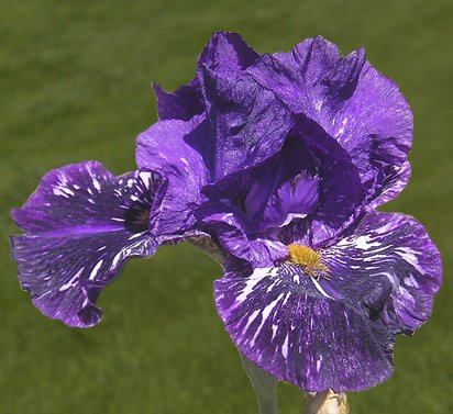 Gnu Again - fragrant tall bearded Iris