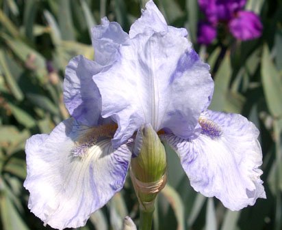 Gnu Blues - Tall bearded Iris