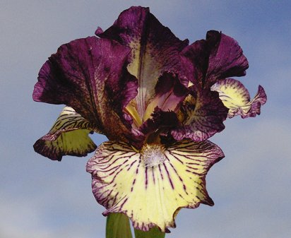 Gnu Rayz - reblooming Intermediate bearded Iris