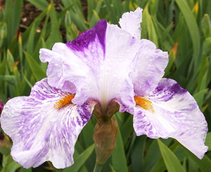 Gnu - fragrant tall bearded Iris