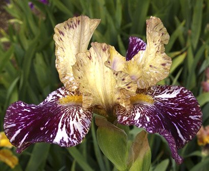Gnus Flash - reblooming tall bearded Iris