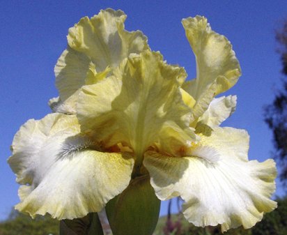 Goddess of Green - Intermediate bearded Iris