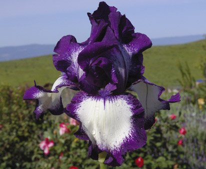 Going My Way - fragrant tall bearded Iris