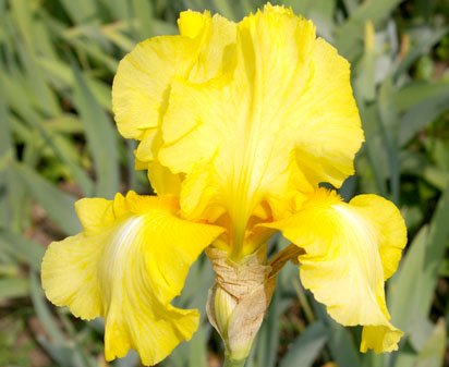 Gold Class - tall bearded Iris