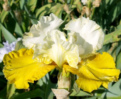 Gold Frosting - tall bearded Iris