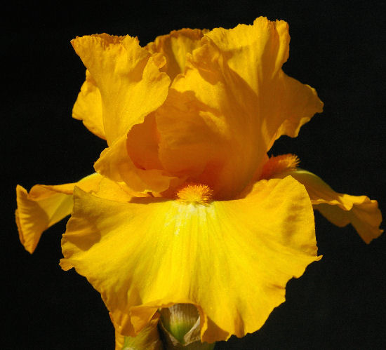 Gold Galore - reblooming tall bearded Iris