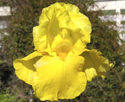 Gold Reprise - reblooming tall bearded Iris