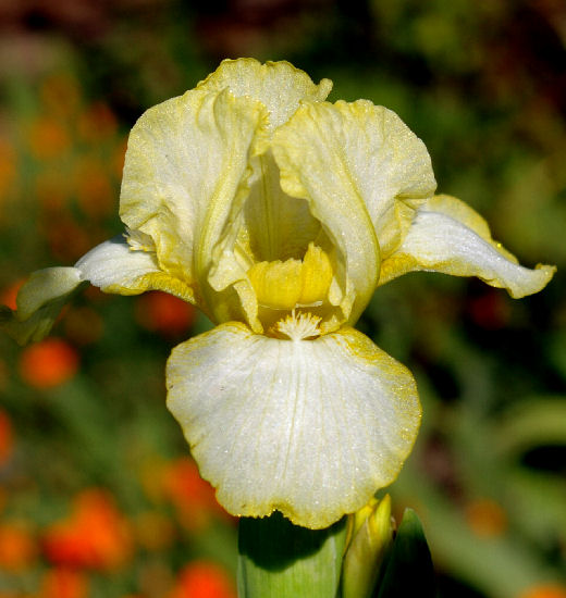 Golden Globe - fragrant reblooming SDB Standard Dwarf Bearded