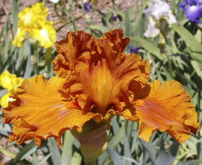 Golden Panther - reblooming tall bearded Iris