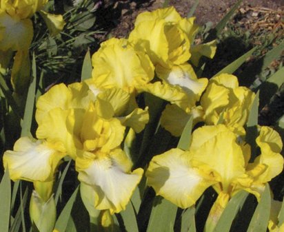 Good Day Sunshine - reblooming Intermediate bearded Iris