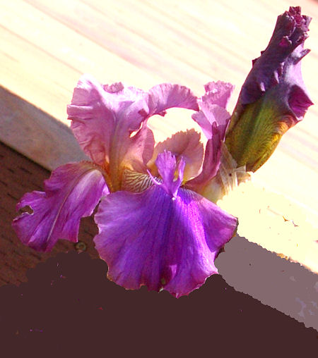Gossett's Gamble - fragrant tall bearded Iris