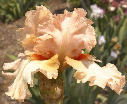Gossip Column - fragrant reblooming tall bearded Iris
