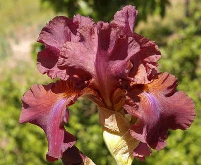 Gotham City - fragrant tall bearded Iris