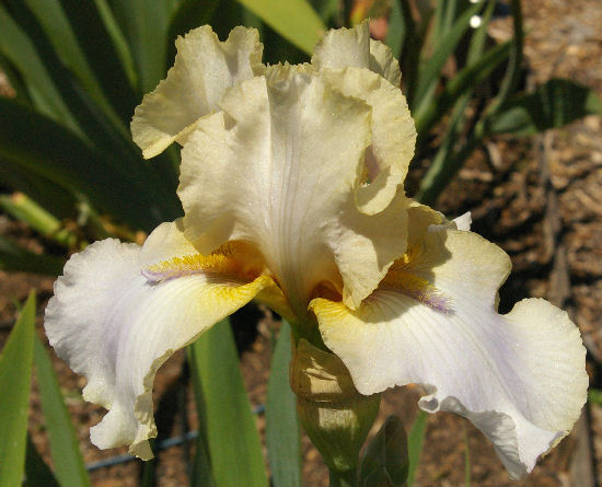 Gothic - fragrant reblooming tall bearded Iris