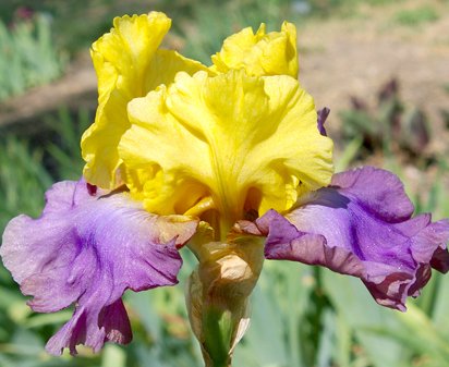 Grand Metallic - tall bearded Iris