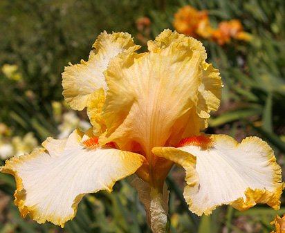 Grand Praise - fragrant tall bearded Iris