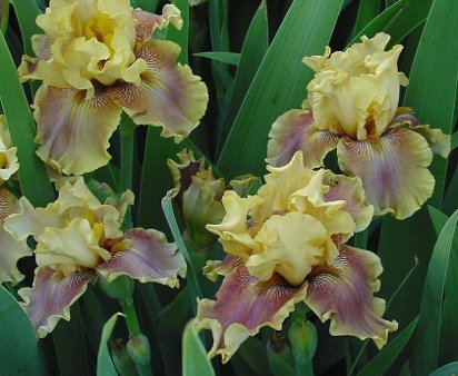 Grand Canyon Gold - tall bearded Iris