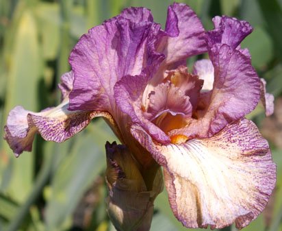 Grandma's Bloomers - fragrant tall bearded Iris
