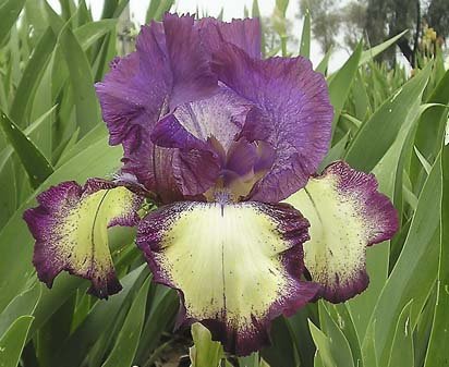 Grape Accent - reblooming tall bearded Iris