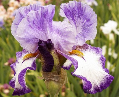 Grape Champagne - tall bearded Iris