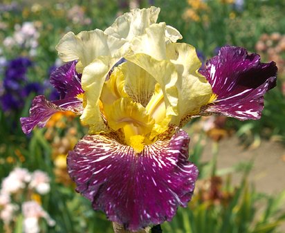 Grape Snakez - fragrant tall bearded Iris