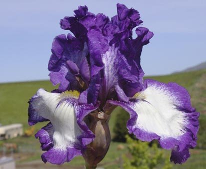 Grape Soda - tall bearded Iris