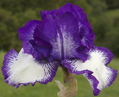 Graphique - tall bearded Iris