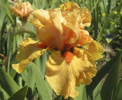 Gratuity - reblooming tall bearded Iris