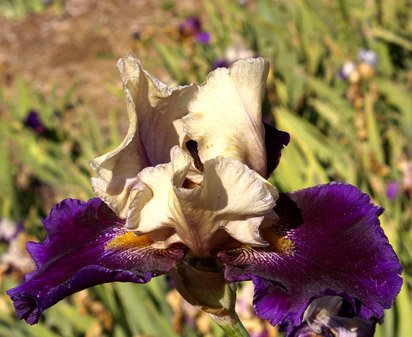 Great Deal - fragrant tall bearded Iris