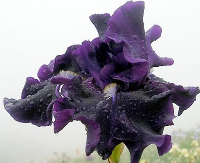 Great Pretender - tall bearded Iris