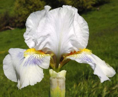 Grindelwald - fragrant Intermediate bearded Iris
