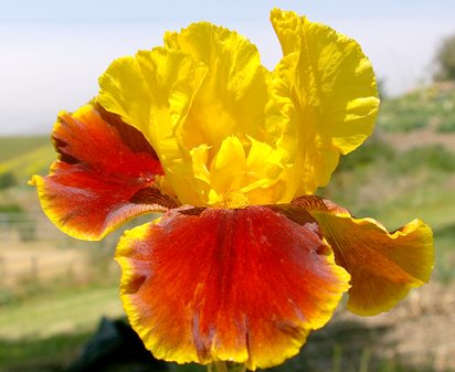 Gunslinger - tall bearded Iris