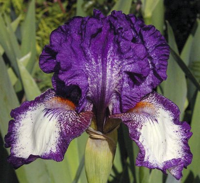 Guru - Intermediate bearded Iris