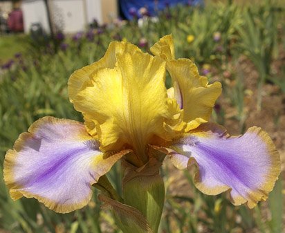 Gypsy Prince - tall bearded Iris