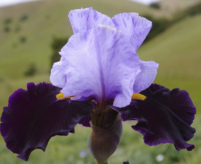 Habit - fragrant tall bearded Iris