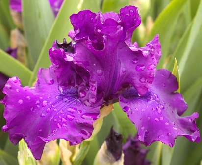 Hail The Chief - tall bearded Iris