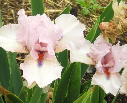 Halfway to Heaven - Tall bearded Iris