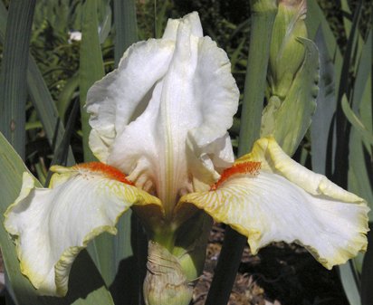 Halloween Halo - fragrant reblooming tall bearded Iris