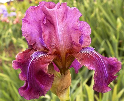 Hand Painted - fragrant reblooming tall bearded Iris