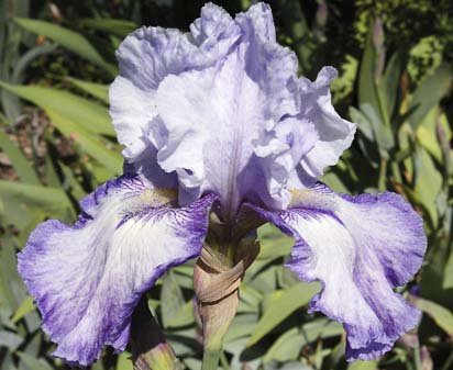 Handshake - tall bearded Iris