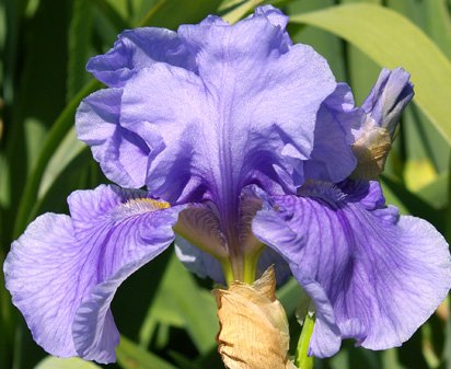 Handyman - fragrant tall bearded Iris