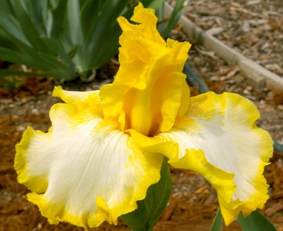 Happy Again - tall bearded Iris