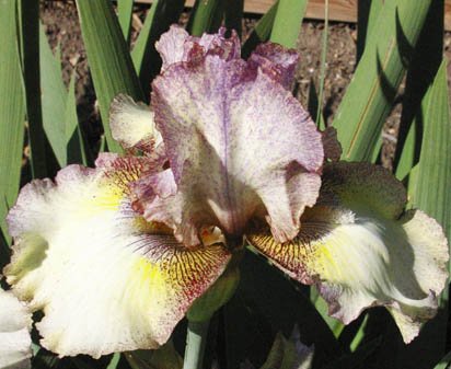 Happy New Year - reblooming tall bearded Iris