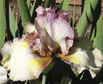 Happy New Year - reblooming tall bearded Iris