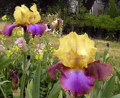 Harvest Faire - tall bearded Iris