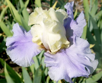 Haut Les Voiles - tall bearded Iris