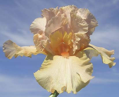 Hazel Jean - fragrant tall bearded Iris