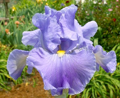 He-Man Blues - fragrant tall bearded Iris