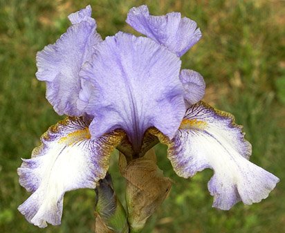 Headline Banner - fragrant reblooming border bearded Iris